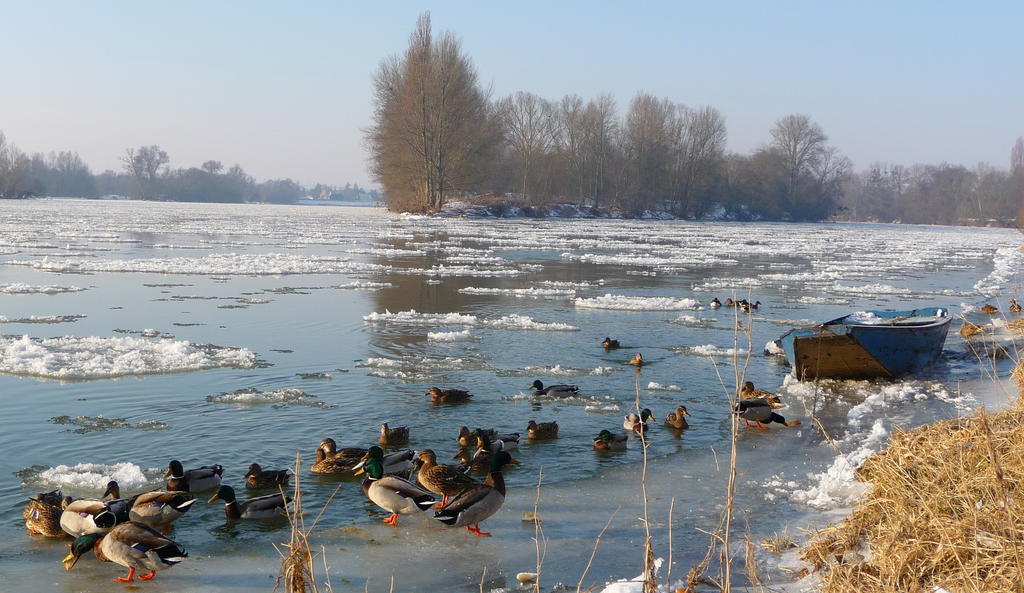 مبيت وإفطار Chouzé-sur-Loire Escale De Loire المظهر الخارجي الصورة